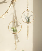 Macramé Houten Cirkel Plantenhanger