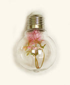 Succulente Gloeilamp Slingerverlichting