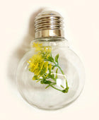 Succulente Gloeilamp Slingerverlichting