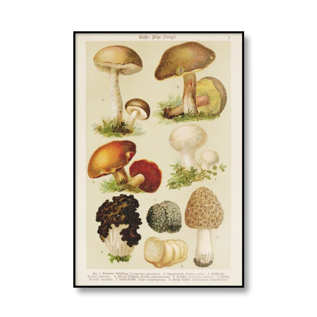 Vintage Paddenstoelen Canvas Posters