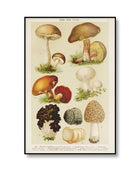 Vintage Paddenstoelen Canvas Posters