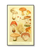 Vintage Paddenstoelen Canvas Posters