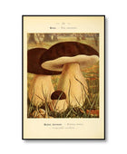 Vintage Paddenstoelen Canvas Posters