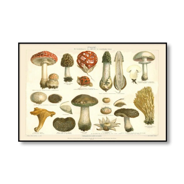 Vintage Paddenstoelen Canvas Posters
