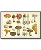 Vintage Paddenstoelen Canvas Posters