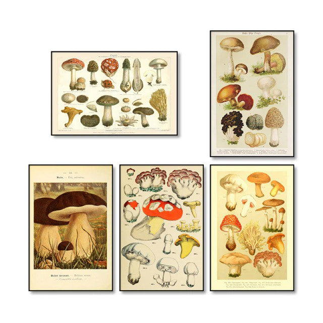 Vintage Paddenstoelen Canvas Posters